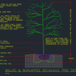 Tree Planting Detail-Deciduous